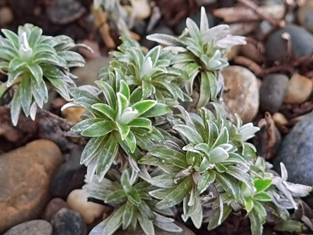 Helichrysum praecurens en fleurs sur les pentes rocheuses du Cap oriental
